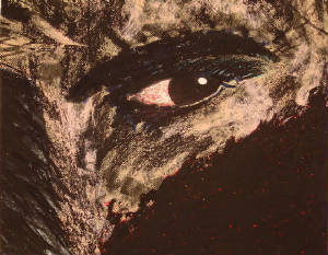 eye.jpg